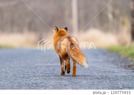 北海道の冬を迎えるモフモフの可愛いキタキツネ 120775933