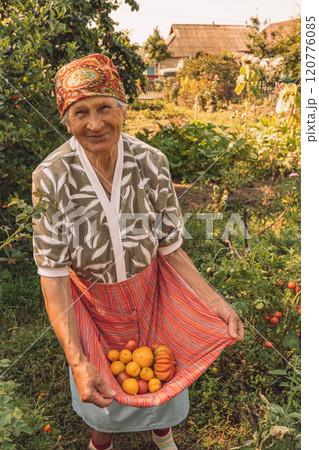 Authentic portrait of 80s years woman picking vegetables at farmhouse kitchen garden. Smiling elderly woman holds ripe yellow tomatoes in red striped apron. Organic vegetables harvesting Authentic portrait of 80s years woman picking vegetables at farmhouse kitchen garden. Smiling elderly woman holds ripe yellow tomatoes in red striped apron. Organic vegetables harvesting 120776085