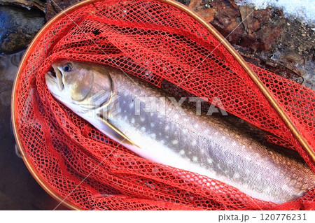 釣り　ネットに横たわるアメマス　大きい 雨鱒 120776231