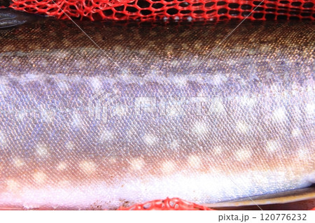 釣り　ネットに横たわるアメマスの模様　大きい 雨鱒 120776232