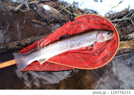 釣り　ネットに横たわるアメマス　大きい 雨鱒 120776233