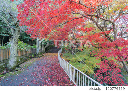足羽山の紅葉(足羽山公園) 足羽山の紅葉(足羽山公園) 120776369