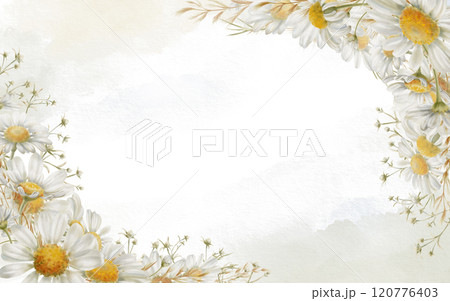 Rectangular corner template of white daisies,dried flowers,feverweed with cloudy watercolor.Delicate air frame to decorate invitations cards for weddings.Watercolor template on white background 120776403