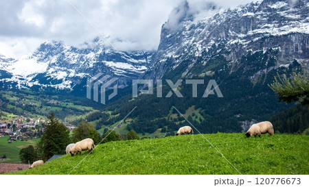 グリンデルワルトの牧草地 サフォーク種  グリンデルワルト スイス グリンデルワルトの牧草地 サフォーク種  グリンデルワルト スイス 120776673