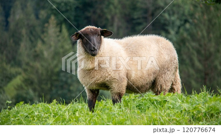 グリンデルワルトの牧草地　サフォーク種　　グリンデルワルト　スイス 120776674