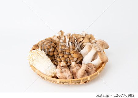 色々なきのこの集合 120776992