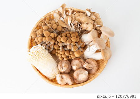 色々なきのこの集合 120776993