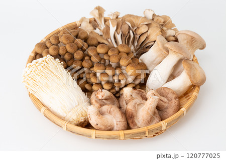 色々なきのこの集合 120777025