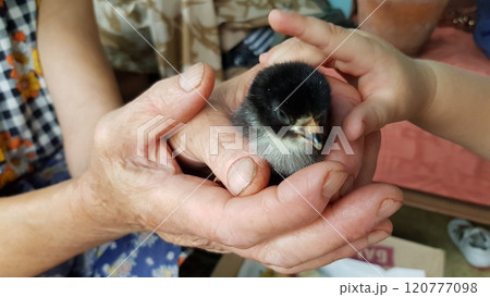 Hands of senior person and toddler child together holding newly hatched chick with black fluff. Child finger strokes cute newborn chicken Hands of senior person and toddler child together holding newly hatched chick with black fluff. Child finger strokes cute newborn chicken 120777098