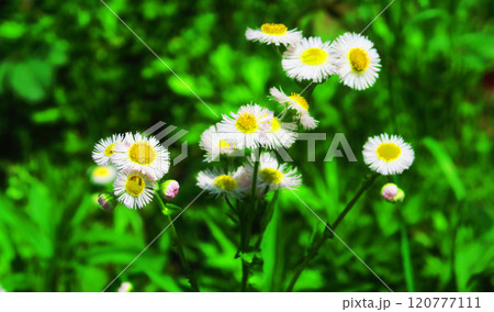 野原に咲くハルジオンの花の風景 野原に咲くハルジオンの花の風景 120777111