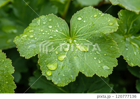 Close-up of a green leaf with water droplets. 120777136