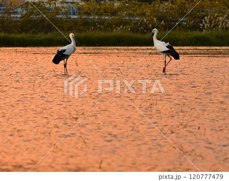 水田に飛来したコウノトリ 120777479