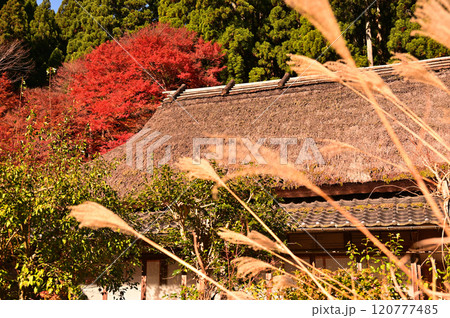 茅葺屋根と紅葉 120777485