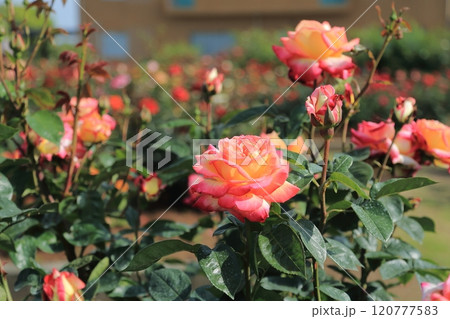 荒尾市　おもやい市民花壇　バラの花、 120777583