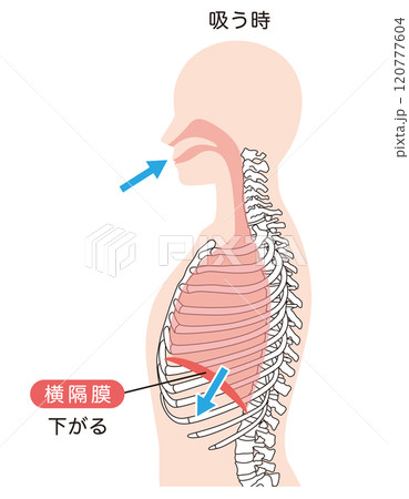 呼吸の仕組み　横隔膜　呼吸筋 120777604