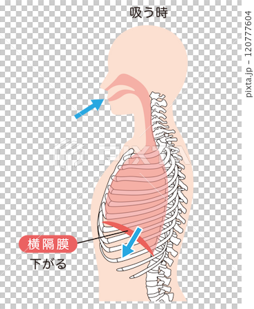 呼吸の仕組み　横隔膜　呼吸筋 120777604