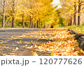 イチョウの落ち葉とイチョウ並木 120777626