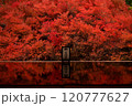 安国寺のドウダンツツジ 120777627
