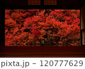 安国寺のドウダンツツジ 120777629
