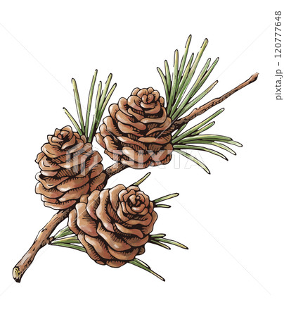 松ぼっくりと松の葉　秋から冬の植物の水彩画　装飾用イラスト 120777648