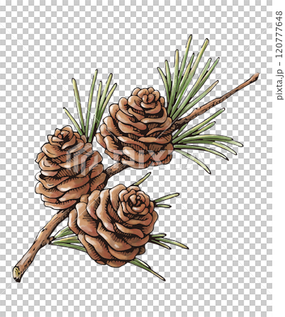 松ぼっくりと松の葉　秋から冬の植物の水彩画　装飾用イラスト 120777648