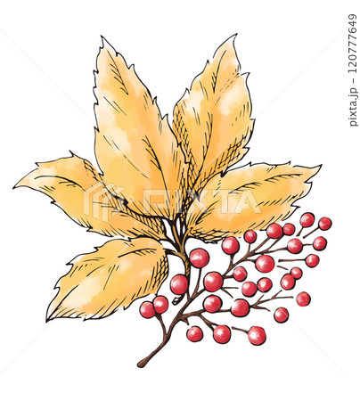 秋の紅葉と赤い実　銀杏の葉　秋から冬にかけての植物の水彩画　装飾用イラスト 120777649