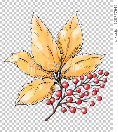 秋の紅葉と赤い実　銀杏の葉　秋から冬にかけての植物の水彩画　装飾用イラスト 120777649