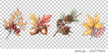 秋冬植物系列、水彩素材組、裝飾插畫 120777650