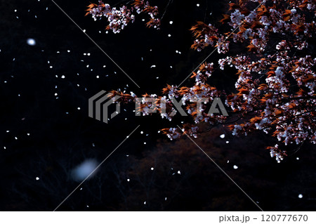 終わりを告げる桜吹雪 終わりを告げる桜吹雪 120777670