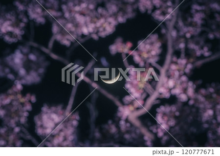 三日月覗く夜桜 120777671