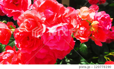 満開のバラの花の美しい風景 120778190