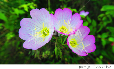 3輪のヒルザキツキミソウの花の風景 3輪のヒルザキツキミソウの花の風景 120778192