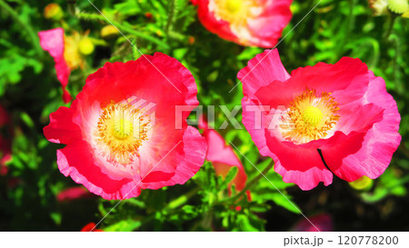 ポピーの花のある風景 ポピーの花のある風景 120778200