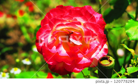 一輪のバラの花の風景 120778204