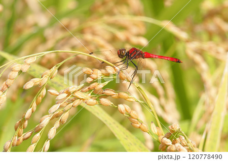 稲穂に止まるナツアカネ（オス） 120778490
