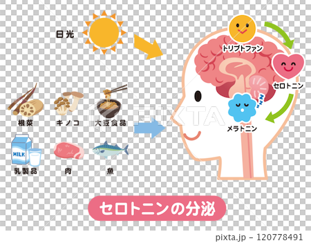 セロトニンの分泌　トリプトファン　メラトニン 120778491