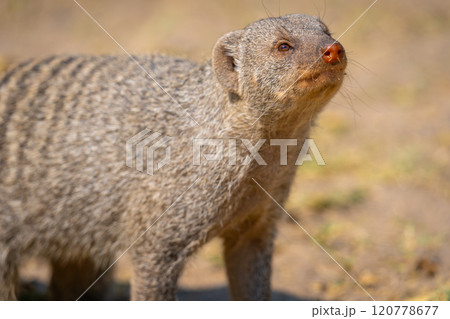 Banded mongoose in the Etosha National Park in Namibia, Africa. 120778677