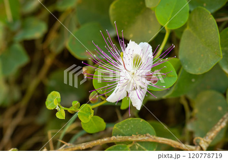 Exotic Caper Flower in Full Bloom Mediterranean Flora at Its Best Exotic Caper Flower in Full Bloom Mediterranean Flora at Its Best 120778719