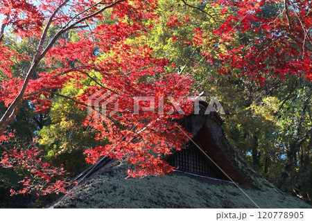 茅葺き屋根の古民家と紅葉 120778905