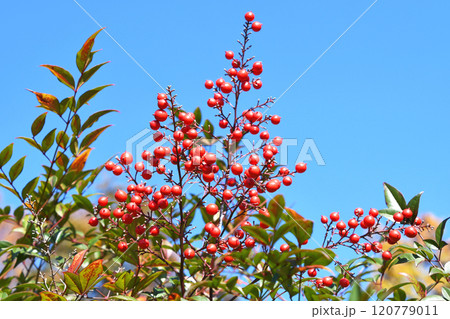 ナンテン(南天) ナンテン(南天) 120779011