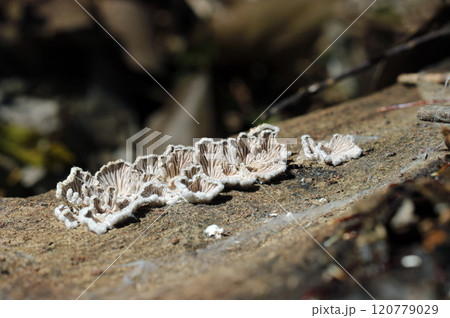 群生するスエヒロタケの裏、古代地中海文明装飾遺跡のようなヒダ柄（屋外自然光マクロ接写） 120779029