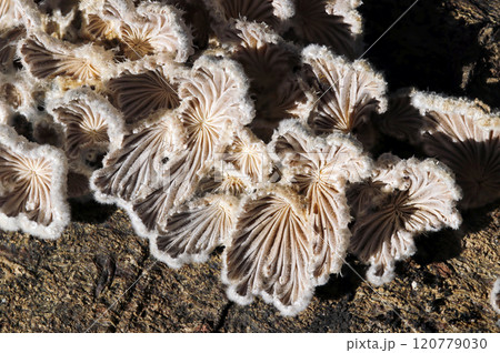 スエヒロタケの裏、古代地中海文明装飾遺跡のようなヒダ柄(屋外自然光マクロ接写) スエヒロタケの裏、古代地中海文明装飾遺跡のようなヒダ柄(屋外自然光マクロ接写) 120779030