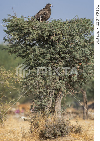 Steppe eagle or Aquila nipalensis in jorbeer conservation reserve bikaner rajasthan india asia. large bird of prey during winter migration perched high on top of the green tree Steppe eagle or Aquila nipalensis in jorbeer conservation reserve bikaner rajasthan india asia. large bird of prey during winter migration perched high on top of the green tree 120779101