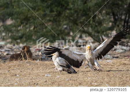 Egyptian vulture or Neophron percnopterus bird with full wingspan or wings open in natural green background during winter migration at desert national park jaisalmer rajasthan india asia 120779105