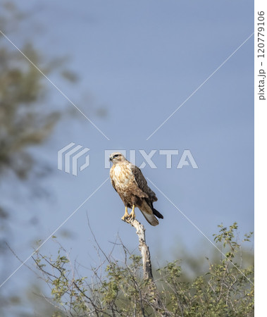 Long legged buzzard or Buteo rufinus closeup perched on top of the tree tree during winter migration at desert national park jaisalmer rajasthan india asia Long legged buzzard or Buteo rufinus closeup perched on top of the tree tree during winter migration at desert national park jaisalmer rajasthan india asia 120779106