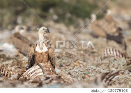 Griffon vulture or Eurasian Griffon or Gyps fulvus closeup or portrait perched on high on tree top during winter migration at desert national park jaisalmer Rajasthan India asia Griffon vulture or Eurasian Griffon or Gyps fulvus closeup or portrait perched on high on tree top during winter migration at desert national park jaisalmer Rajasthan India asia 120779108