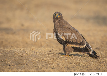 Steppe eagle or Aquila nipalensis portrait in jorbeer conservation reserve bikaner rajasthan india asia. large bird of prey with eye contact during winter migration perched on ground in sunlight 120779110