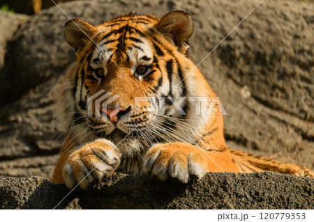 アムールトラの日向ぼっこ 120779353