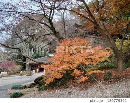 紅葉のワインの森散策 紅葉のワインの森散策 120779392