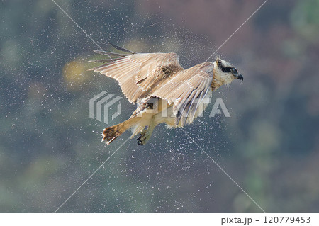 体についた水を振り払うミサゴ 120779453